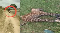 Karnataka man ties leopard to bike with rope