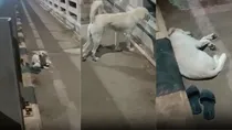 viral video screenshot