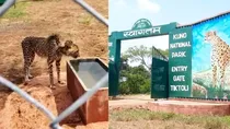 Eight Cheetah death MP Kuno National Park, 3 injured due to Caller Id