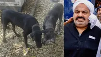 Atiq Ahmed dogs sold by Municipal Corporation, NGO alleges