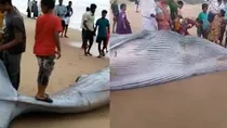Whale washes up on Andhra beach, people climb on top to click selfies