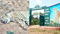 6th cheetah killed in Kuno National Park