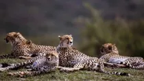 20 South African cheetah were brought India under cheetah project.  