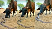Viral video of snake and cow playing together