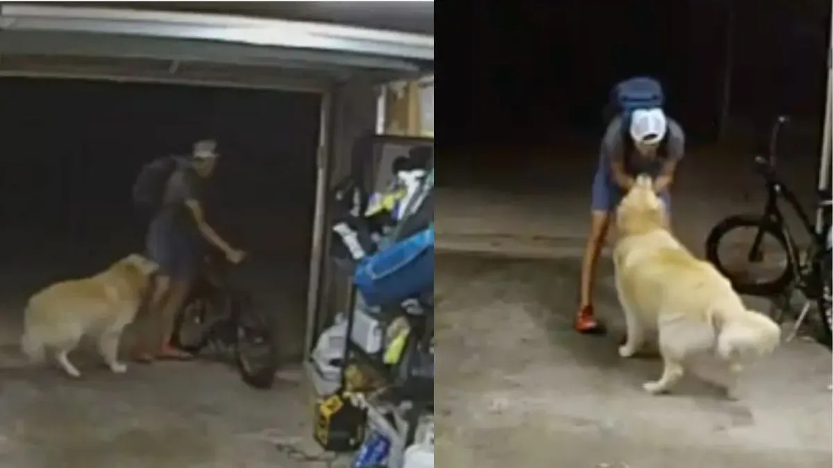 San Diego thief pets a friendly dog and steals thousand dollar bike from a  garage - घर में चोर घुसा, कुत्ता गया, प्यार करवाया और फिर चोर साइकल लेकर  चला गया -