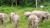 viral video of elephant group