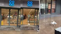 viral-video-of-seagull-shows-stealing-a-sandwich-from-a-store