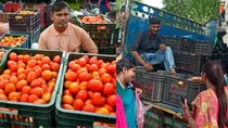 Government slashes tomato prices, to sell at Rs 50 per kg from August 15