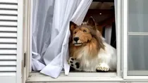 Japan viral dog man 