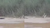 Odisha crocodile attacks women 