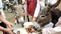 Donkeys were fed gulab jamuns in Mandsaur