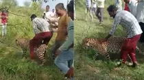 viral video shows villagers manhandling harassing a sick leopard dewas madhya pradesh 