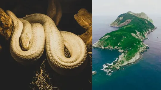 snake island brazil