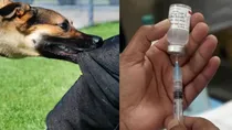 know all about deadliest incurable disease rabies its prevention symptoms dos and donts