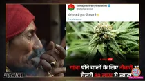 up government job marijuana smokers lakh package fact check