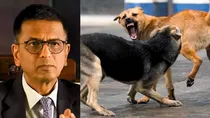 Supreme Court on stray dogs attack.