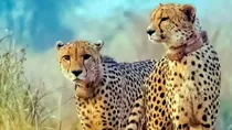 cheetah project chief denies reports claiming radio collar infection cause of cheetahs death