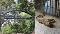 Seven leopard kittens died after being infected by the highly contagious Feline Panleukopenia (FP) virus
