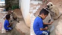 monkey viral video 
