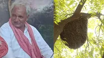 rajasthan bhilwara bee attack 
