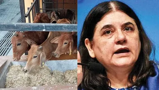 maneka gandhi viral clip