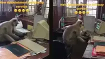 viral video of langur