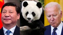 Panda diplomacy between China and America