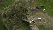 Sycamore Gap tree was appeared in the 1991 film Robin Hood: Prince of Thieves.