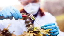cannabis users have enhanced empathy as compared to non users research revealed