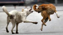 compensation on dog bite