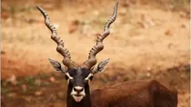 Man shoots and kills friend furing deer hunt