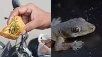 lizard found in samosa