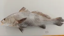 ghol fish declared as gujarat state fish worth 5 lakhs rupees