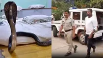 man accused of killing wife daughter released cobra in bedroom over domestic dispute odisha ganjam