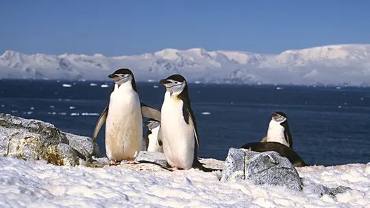 chinstrap penguins takes 10000 naps a day