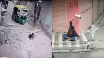 Dog Auto Viral Video