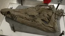 gigantic skull of sea reptile pliosaur 