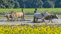 More than 2000 farmer suicides in the last 10 months in Maharashtra. 