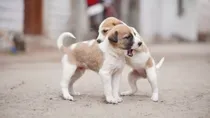three minor kids torch puppies home while playing four killed