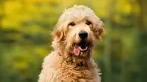dog ate cash
