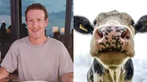 Billionaire Mark Zuckerberg’s next passion is cows and beef. And to start with his passion, he has said that he is raising cows on an island in Hawaii by feeding them macadamia meal and beer.