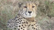 namibian cheetah shaurya died