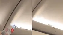 snake in flight
