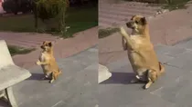 dog radhe radhe dance 