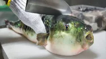 pufferfish news