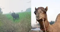 UP banda camel brought on rent to guard crops wild bull attacked camel and killed farmers in fear