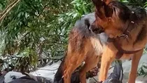 himachal dog news 