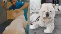 chow chow dog video