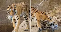 tiger picked the plastic bottle from water this video has a big lesson for humans