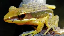 mushroom growing on a frog found in India scientists perplexed